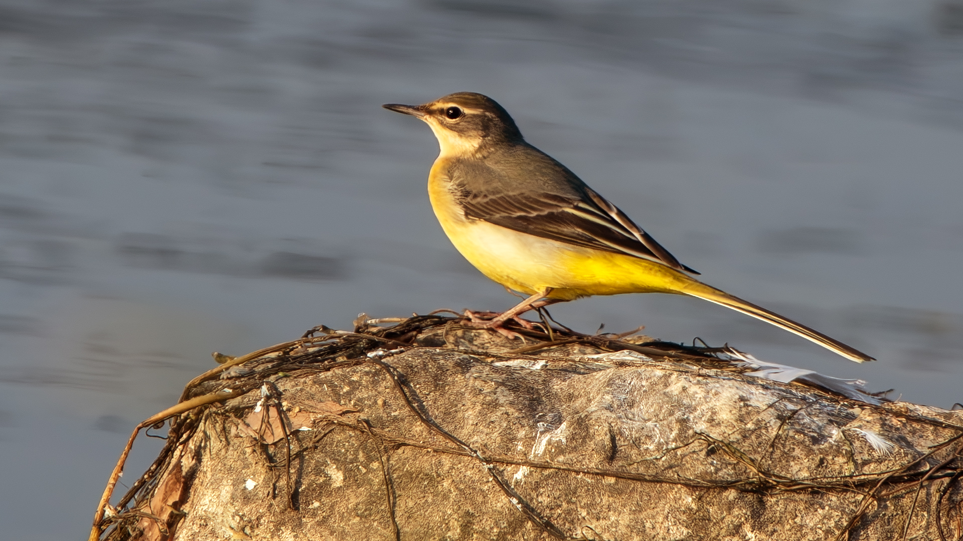 Gray Wagtail